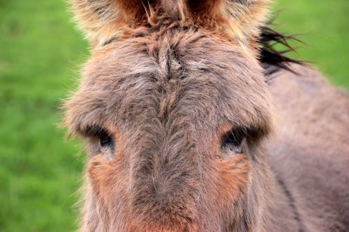 donkey domestic donkey equus asinus asinus