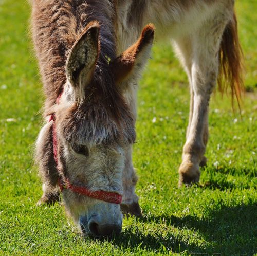 donkey animal nature