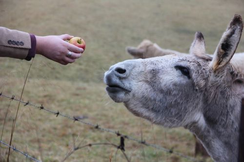 donkey food apple