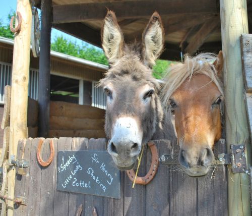 donkey pony beast of burden