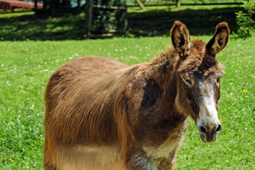 donkey mule animal