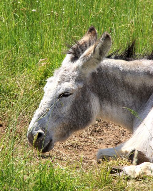 donkey nature animals