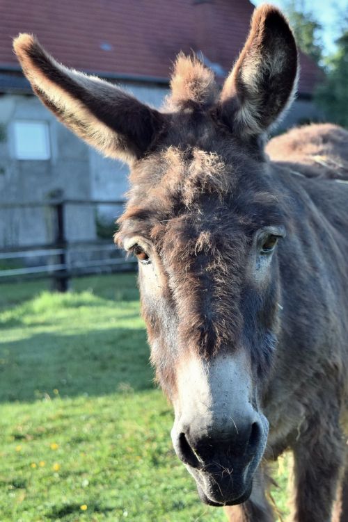 donkey head animal