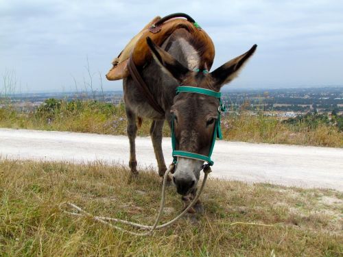 donkey animal portugal