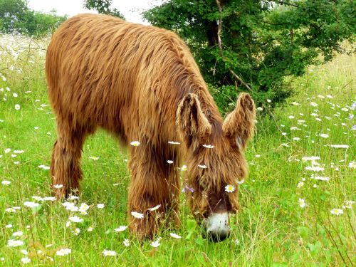 donkey animal long haired