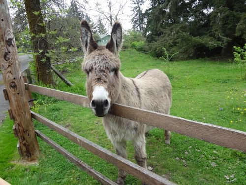 donkey braying animal