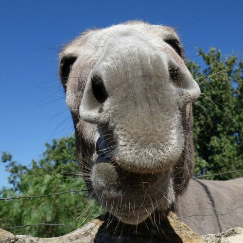 donkey snout nose