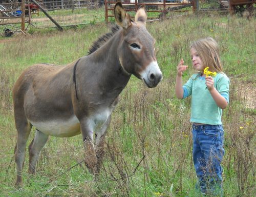 donkey child farm