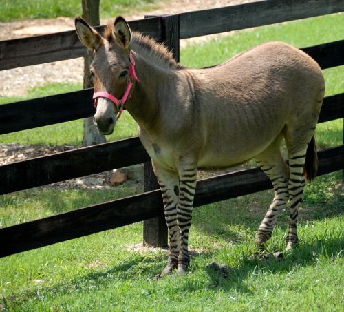 donkey zonkey mixed breed