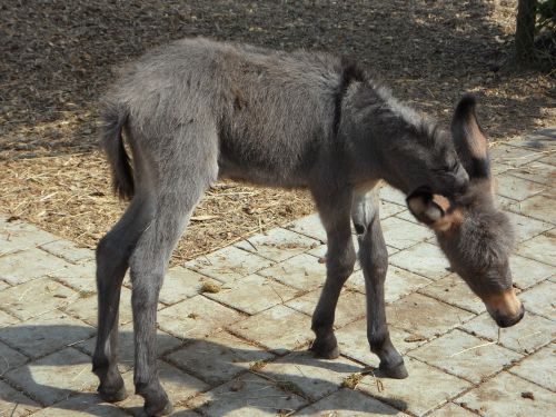 donkey donkey foal clumsy