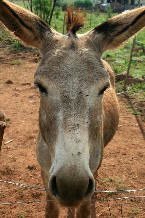 donkey grey long ears