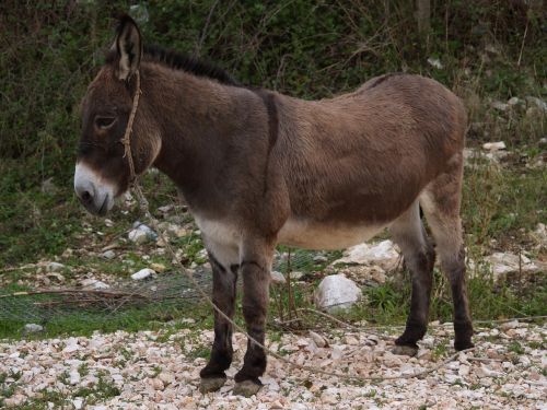 donkey animal wildness