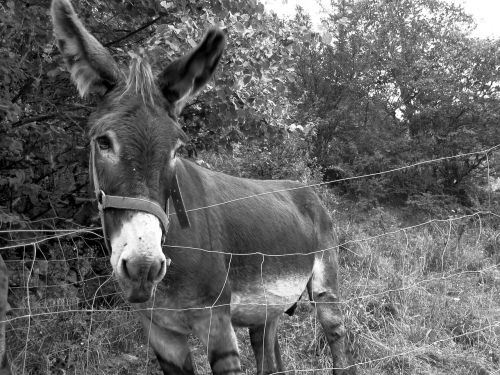 donkey animal farm