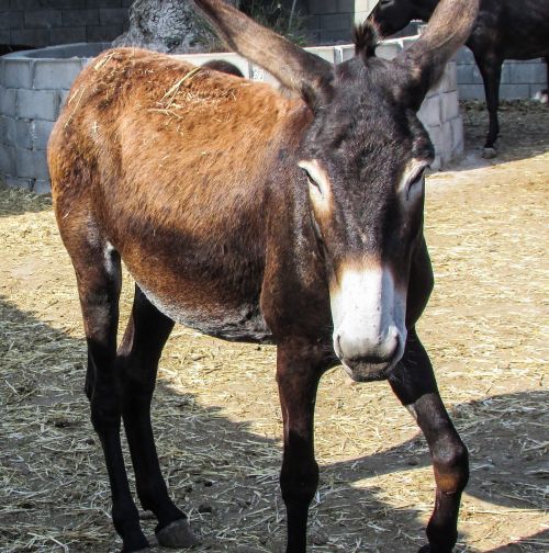 donkey looking animal