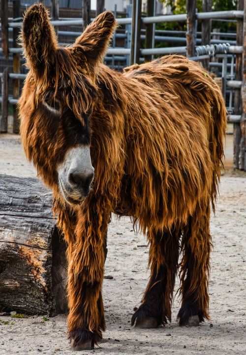 donkey zoo wilhelma