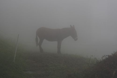 donkey fog mist