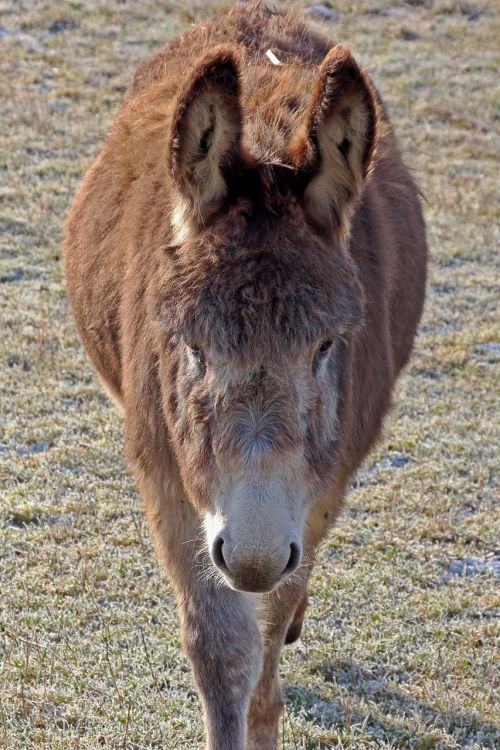 donkey muli animal