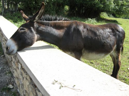 donkey turenne france