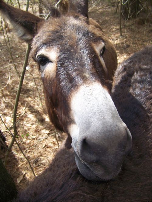 donkey white brown