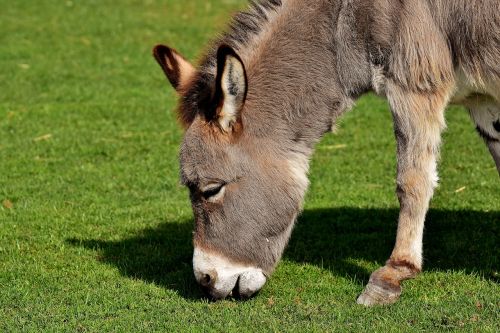 donkey animal nature