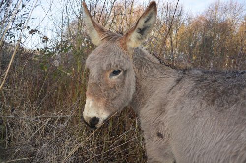 donkey grey nature