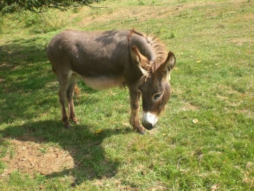 donkey animal rural