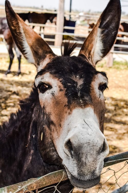 donkey curious funny