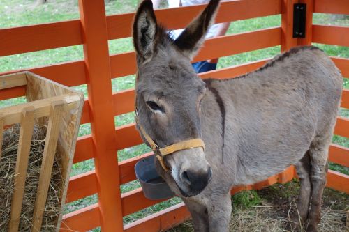 donkey animal grey