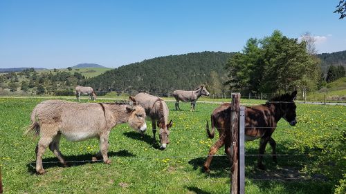 donkey meadow rural