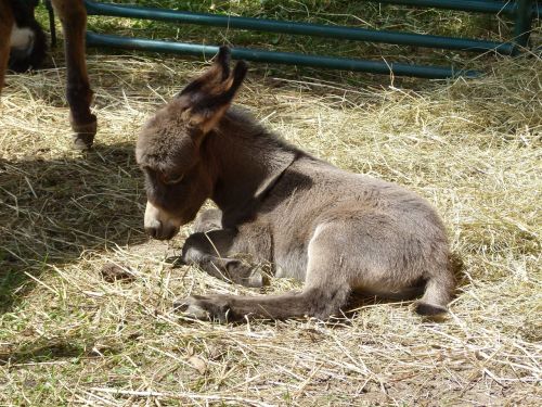 donkey baby donkey foal