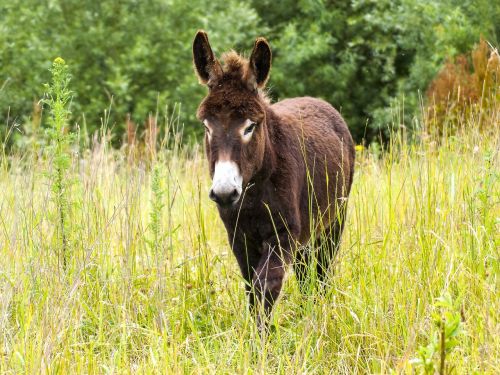 donkey mammal weidetier