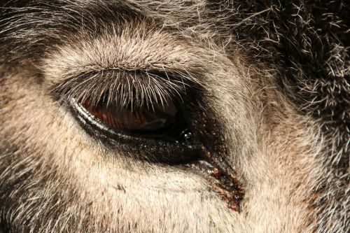 donkey eye close-up
