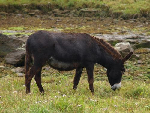 donkey meadow rural