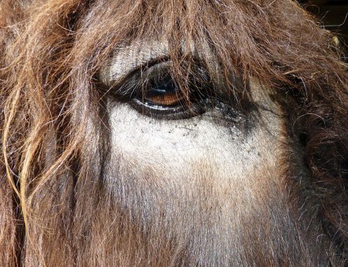 donkey asin eye