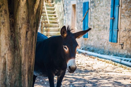 donkey croatia home