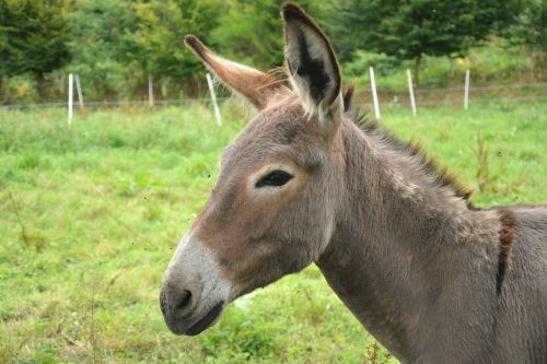 donkey contentin grey