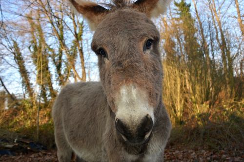 donkey look head