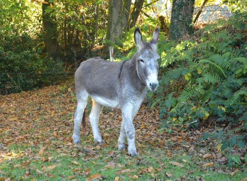 donkey donkeys of contentin grey