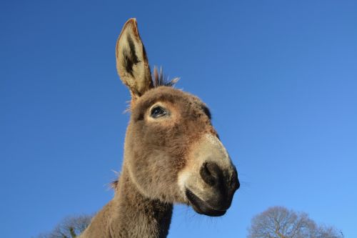 donkey head profile