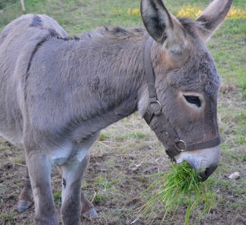 donkey colt graze on grass
