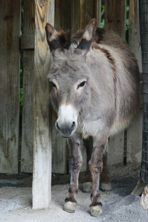 donkey zoo animal