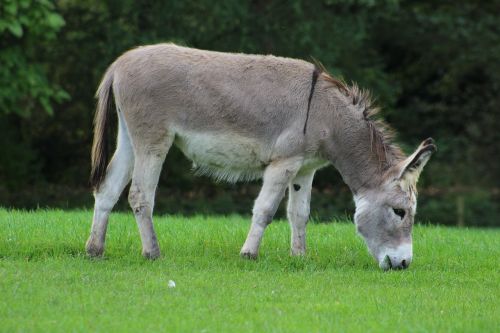 donkey horse animal