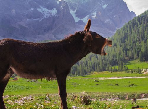 donkey animals mountain