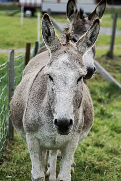 donkey animal beast of burden