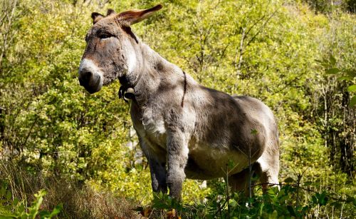 donkey grey animal