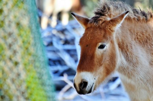 donkey mule muli