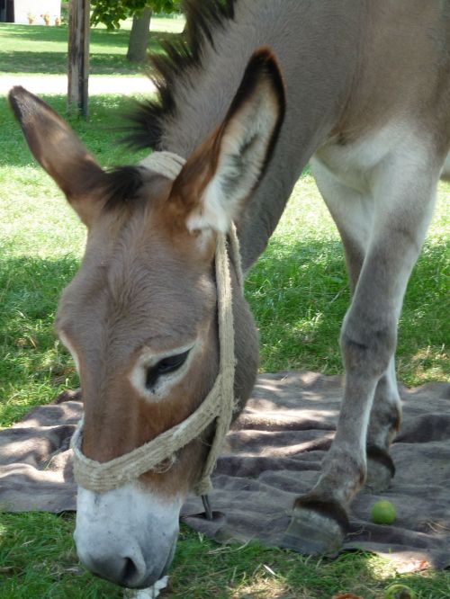donkey brown animal