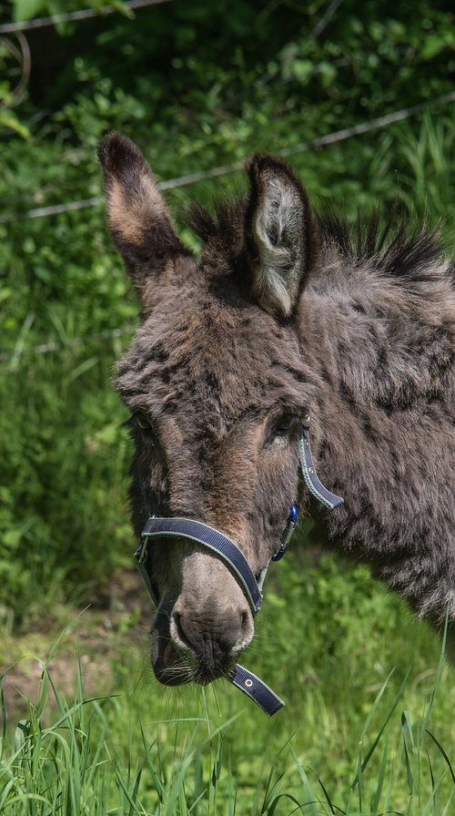 donkey  nature  animal