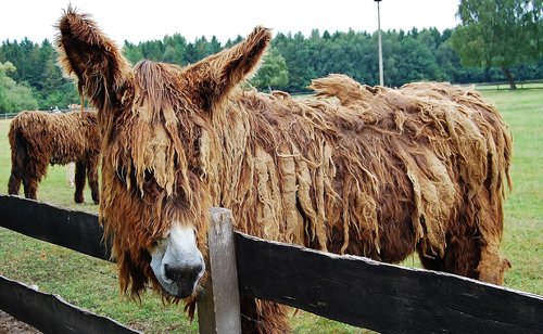 donkey  long hair donkey  animal