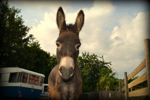 donkey caravan amorette